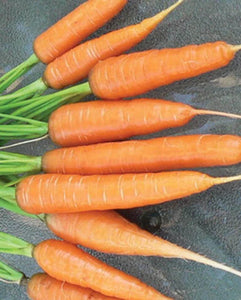 Carrot Scarlet Nantes