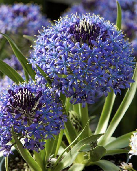 Scilla Peruviana