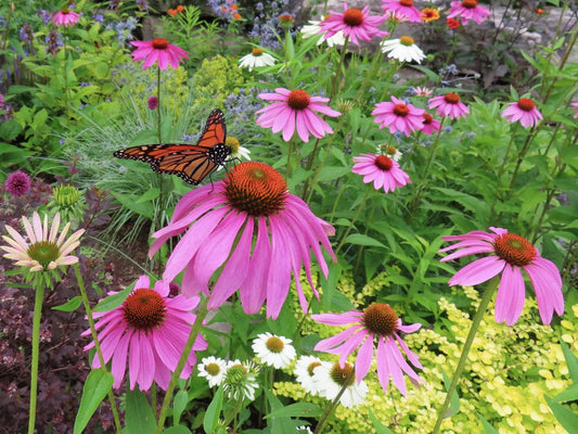 Seeds Purple Coneflower