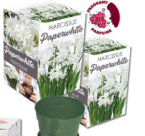 Winter Blooming Bulb Kit - Paperwhites