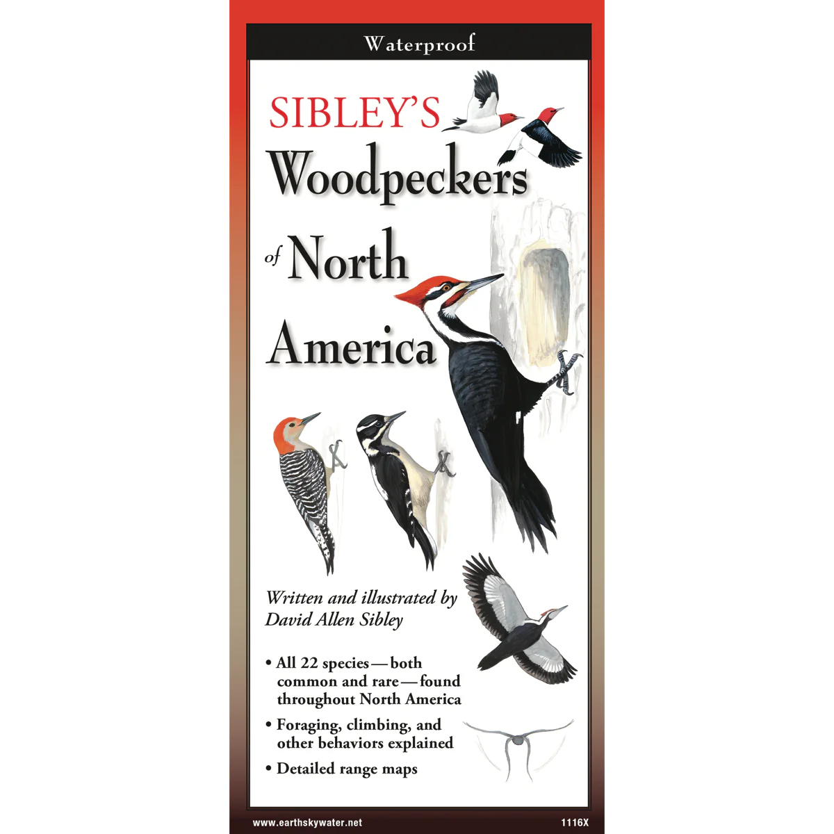 Sibley's Woodpeckers of North America Field Guide - Book