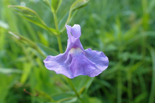 Seeds Square Stemmed Monkey Flower