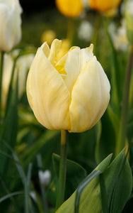 Bulbs, Tulip, Sunny Prince