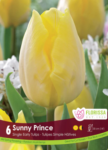 Bulbs, Tulip, Sunny Prince