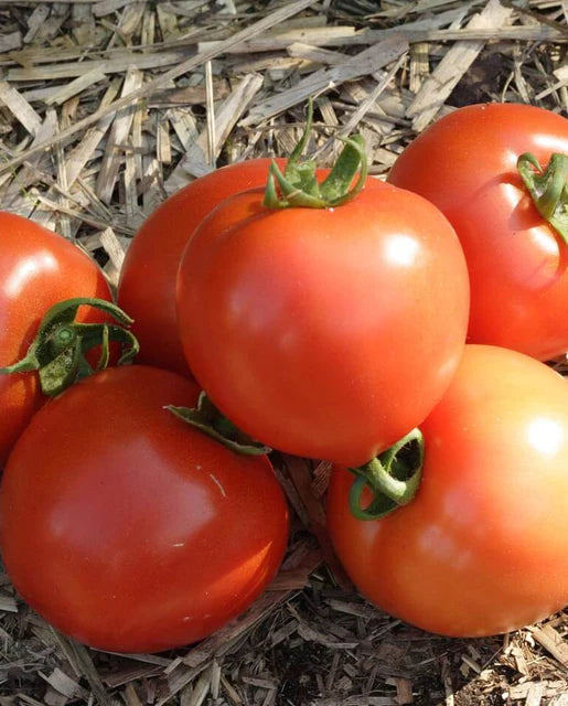 Tomato Early Girl F1