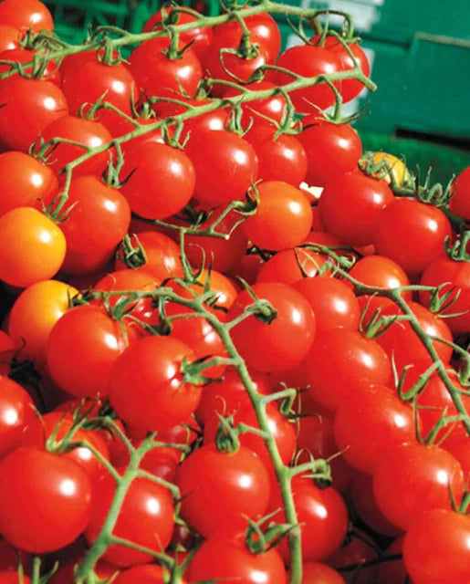 Sweet Million Cherry Tomato Seeds