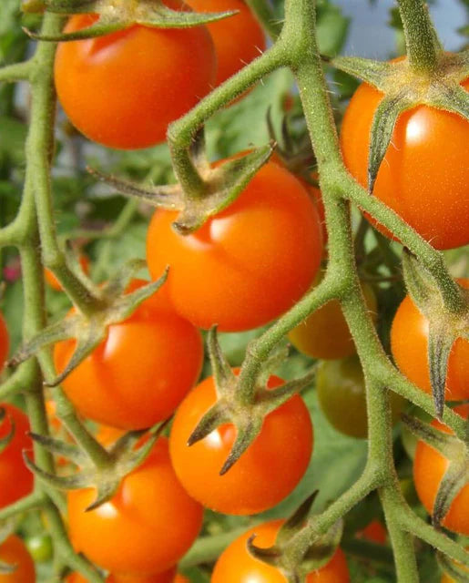 Sungold Cherry Tomato Seeds