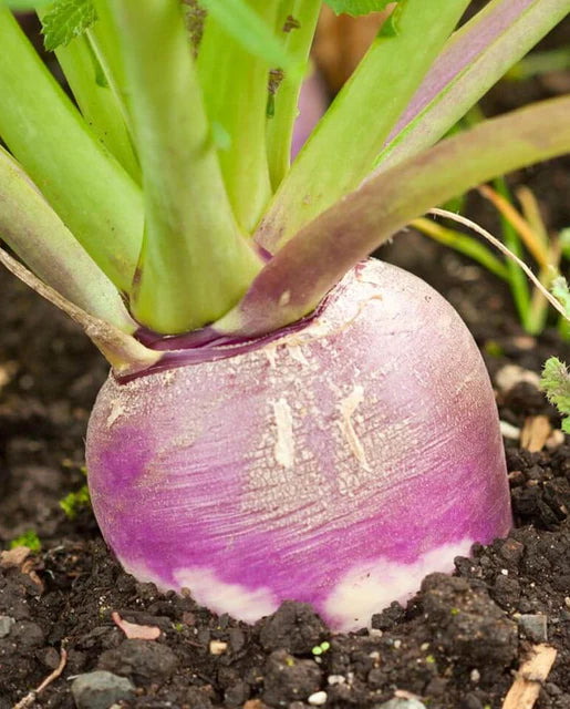 Turnips - Purple Top White Globe