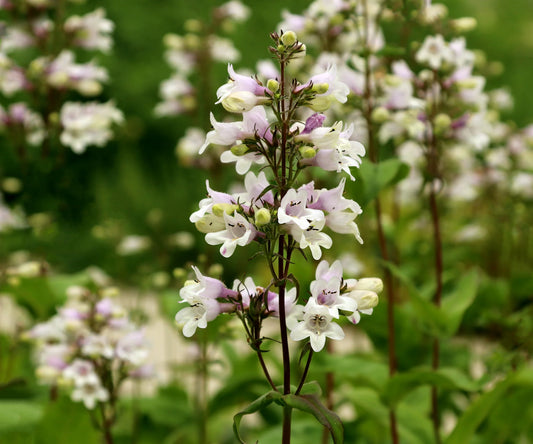 Seeds Foxglove Beardtongue