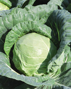 Cabbage Tiara F1 (50 Seeds)