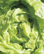 Load image into Gallery viewer, Lettuce Butterhead Tom Thumb
