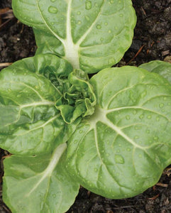Cabbage Pac Choi Toy Choi