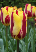 Load image into Gallery viewer, Bulbs, Tulip, Helmar
