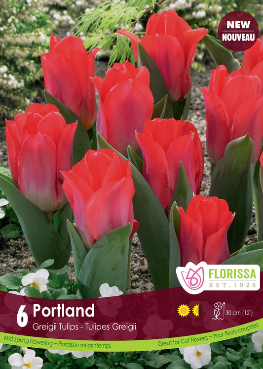 Tulip Portland 6/pk