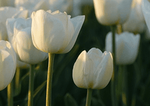 Load image into Gallery viewer, Bulbs, Tulip, Cream Flag
