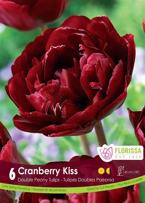 Tulip Double Peony Cranberry Kiss