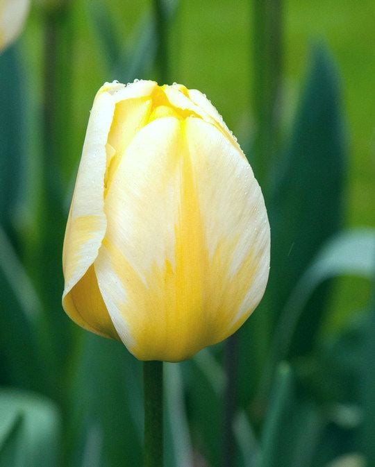 Tulip Jaap Groot