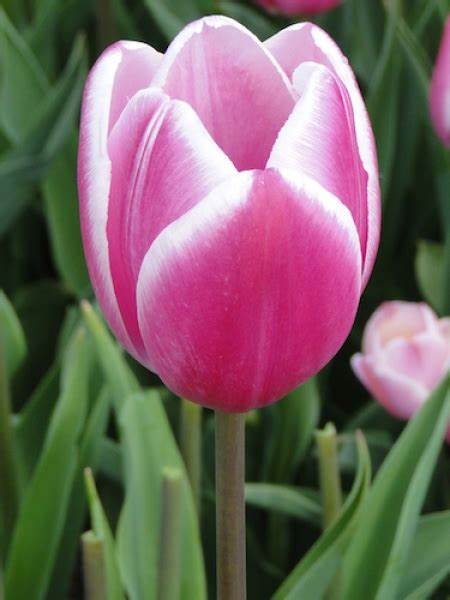 Tulip Jumbo Beauty