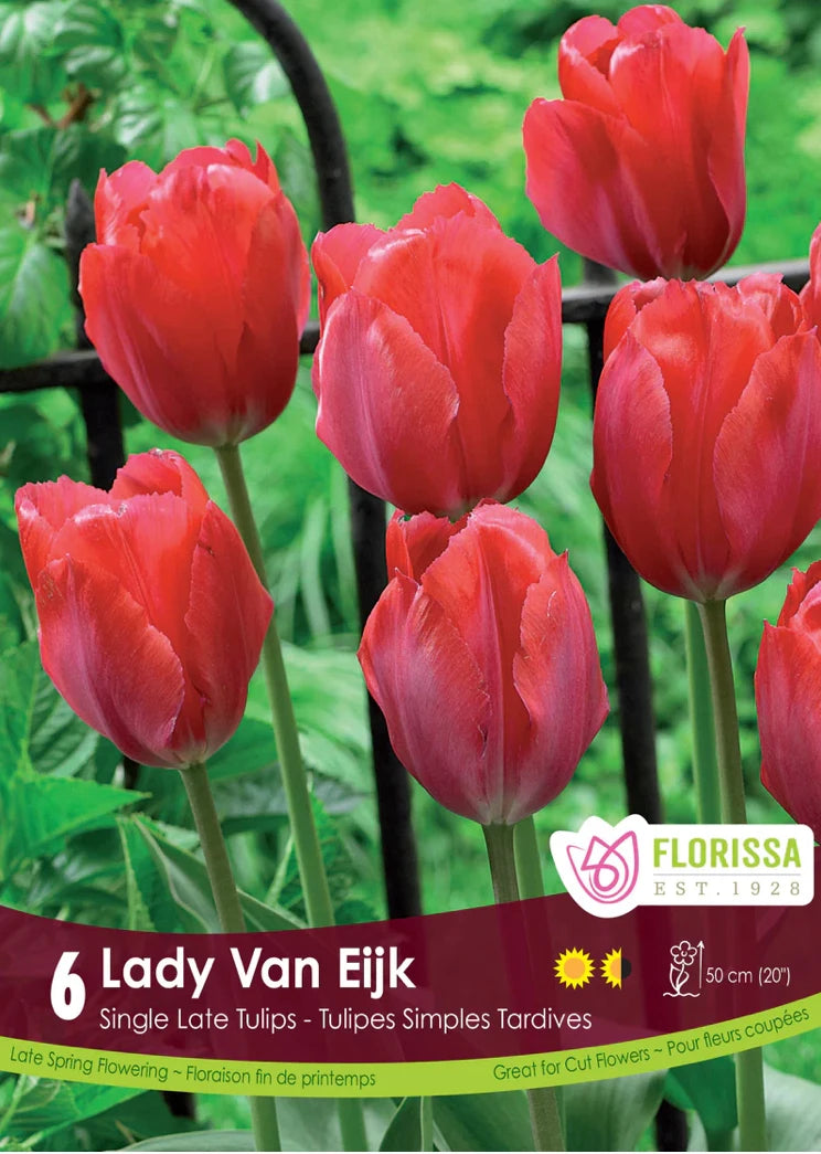 Tulip Lady Van Eijk