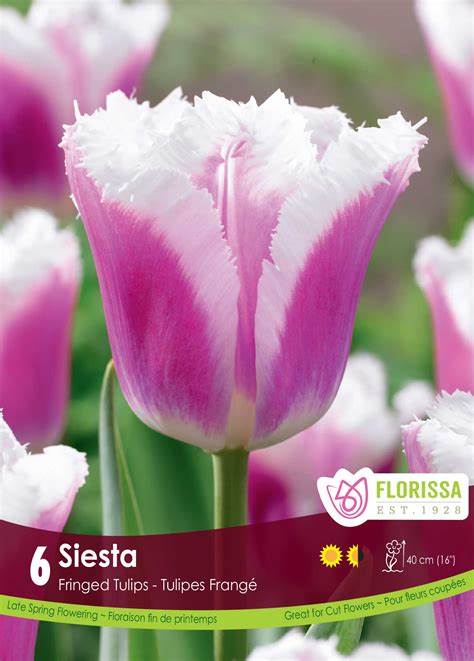 Tulip Siesta