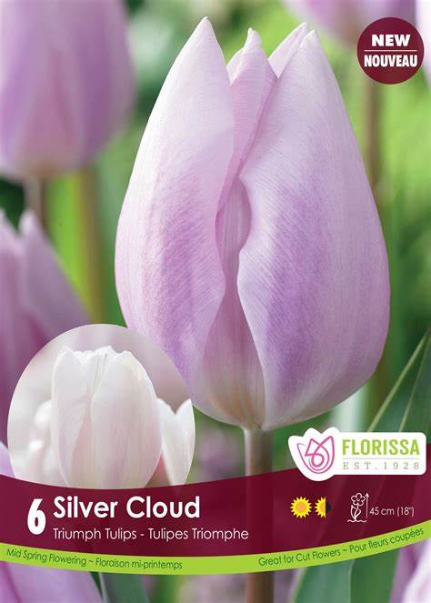 Tulip Silver Cloud