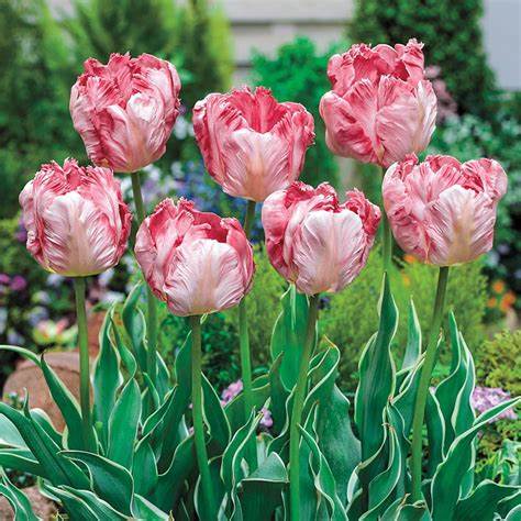 Tulip Silver Parrot