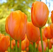Load image into Gallery viewer, Bulbs, Tulip, Daydream

