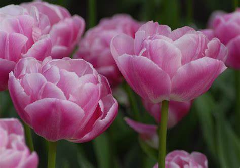 Tulip Double Peony Vogue