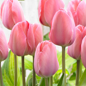 Bulbs, Tulip, Mystic Van Eijk