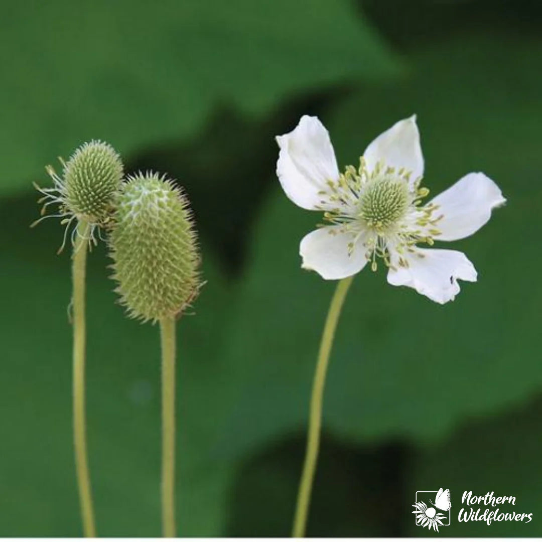 Seeds Thimbleweed