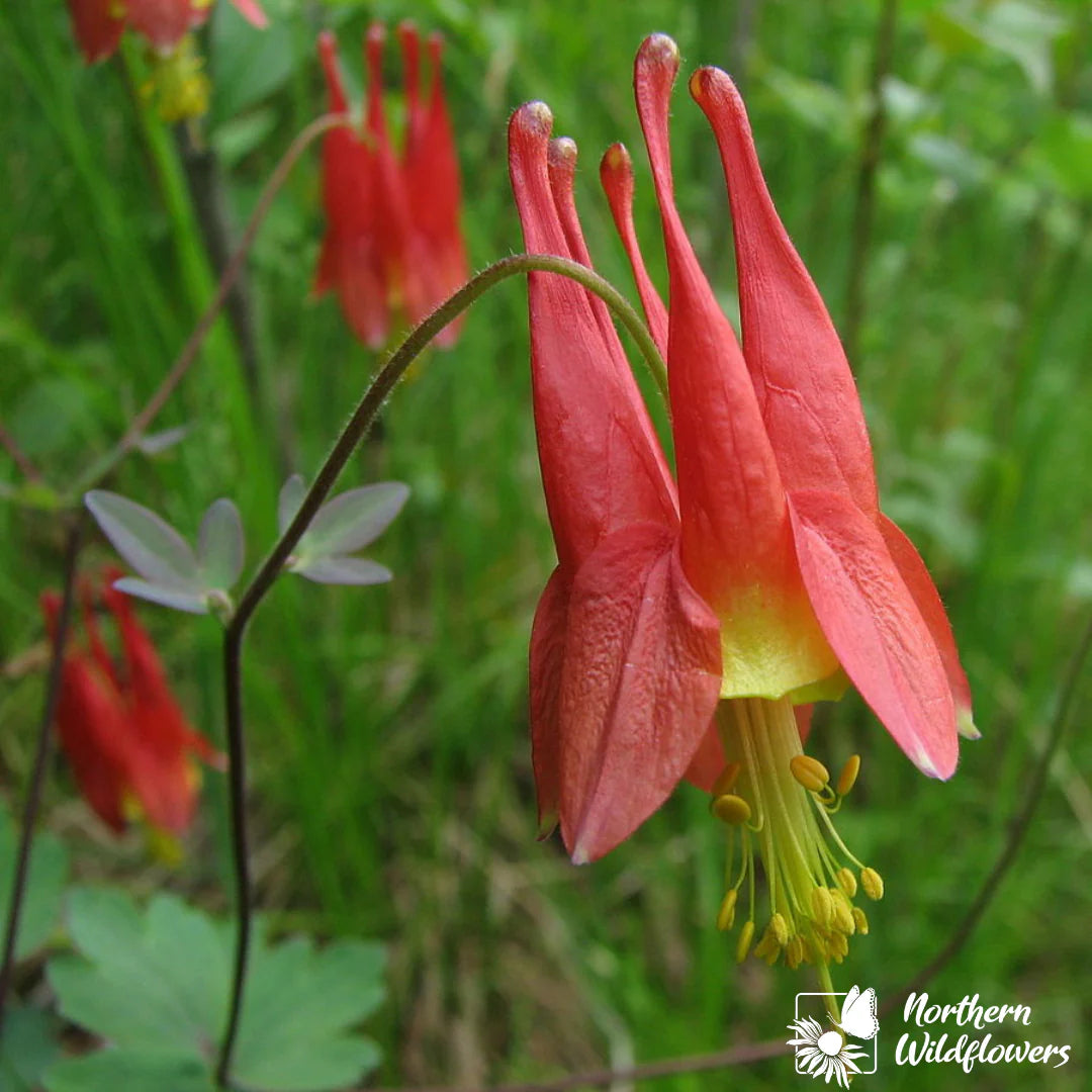 Seeds Wild Columbine