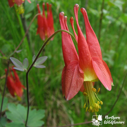 Seeds Wild Columbine