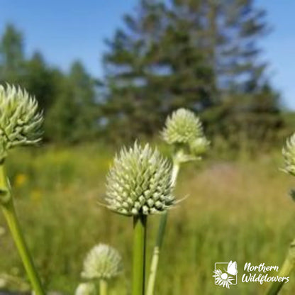 Seeds Rattlesnake Master