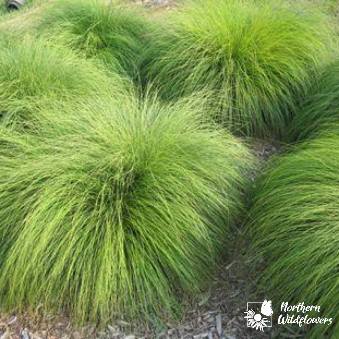 Seeds Prairie Dropseed