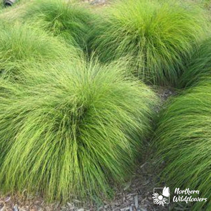 Seeds Prairie Dropseed