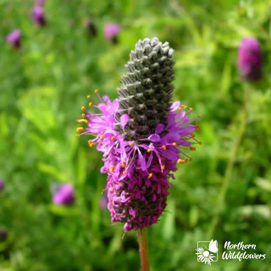 Seeds Purple Prairie Clover