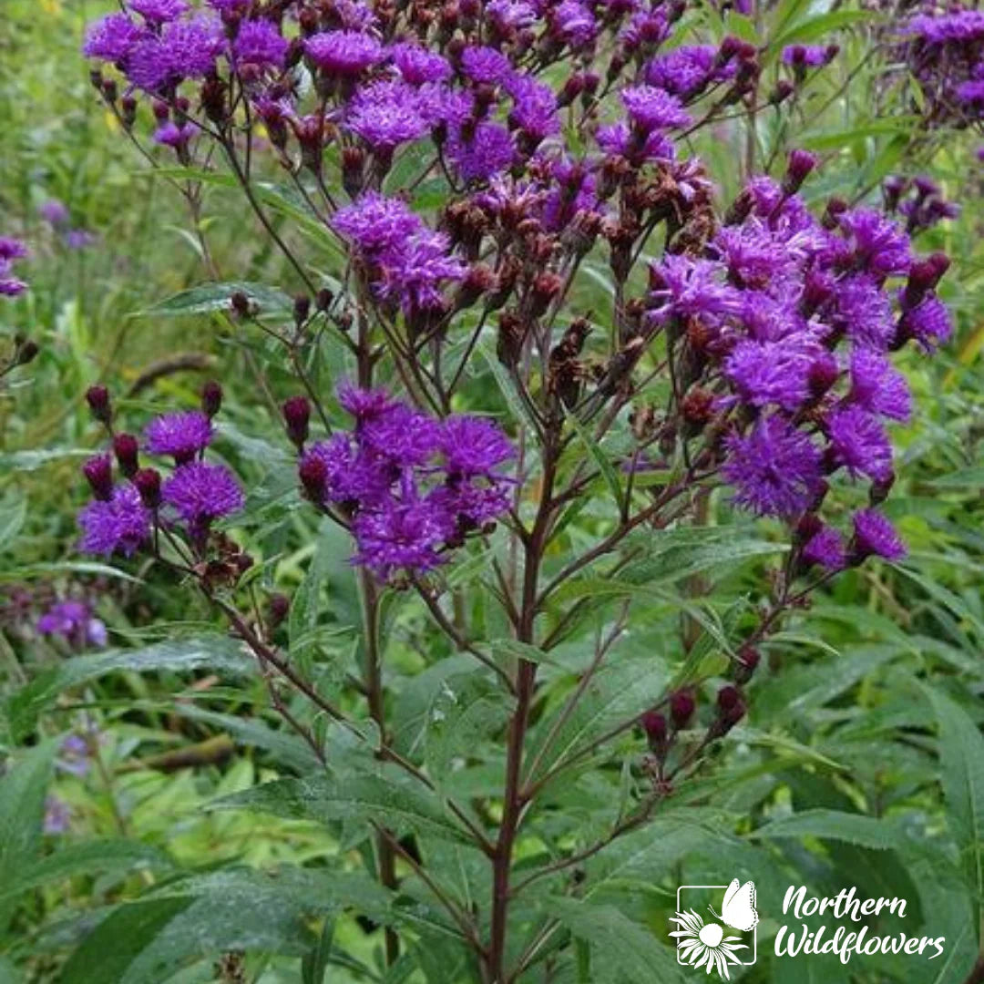 Seeds New York Ironweed