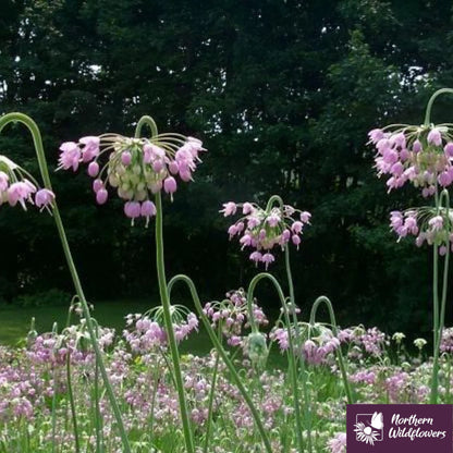 Seeds Nodding Wild Onion