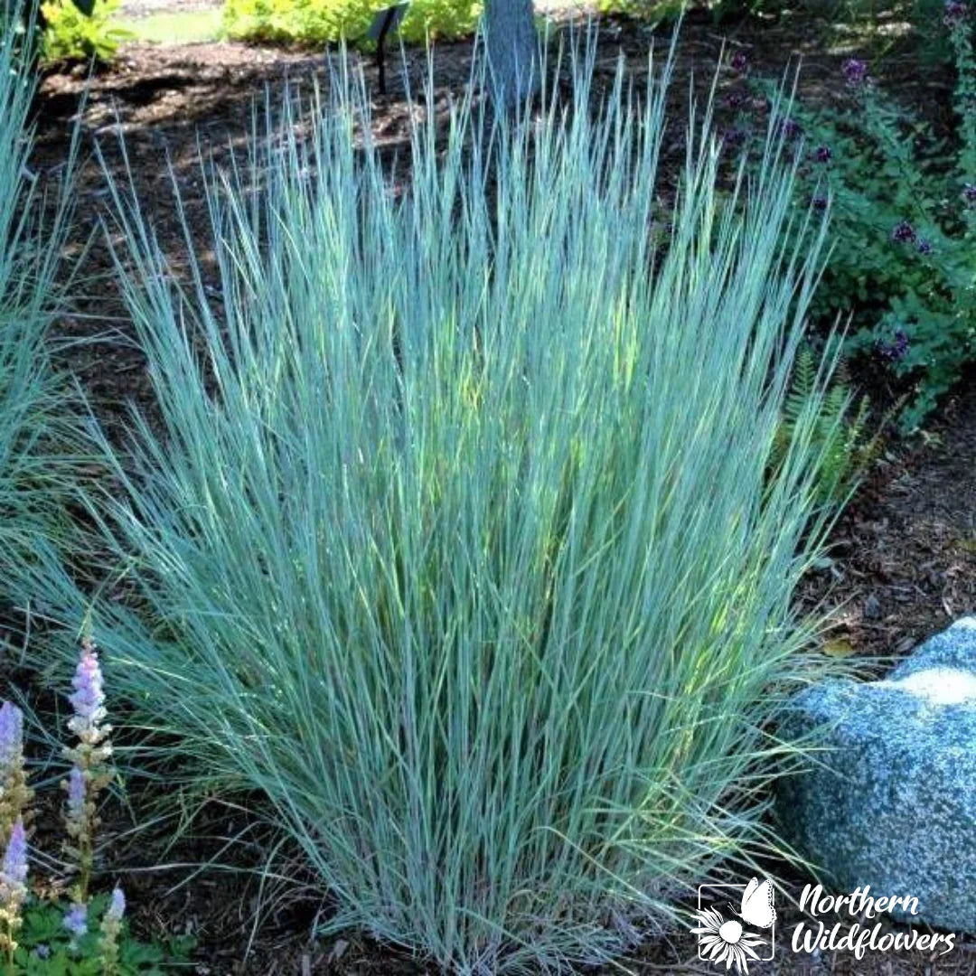 Seeds Little Bluestem