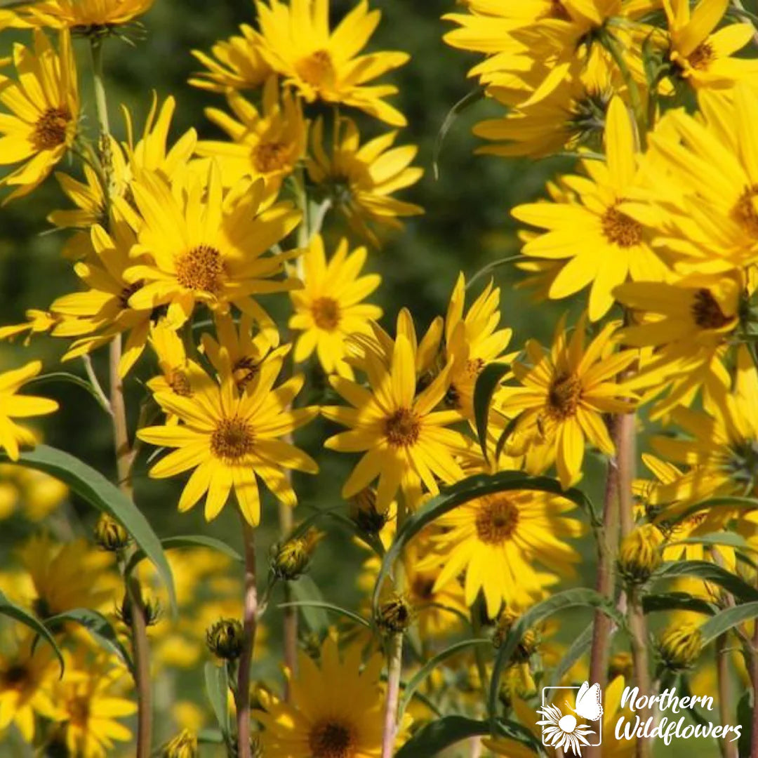 Seeds Maximilian's Sunflower