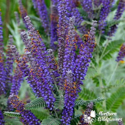 Seeds Leadplant