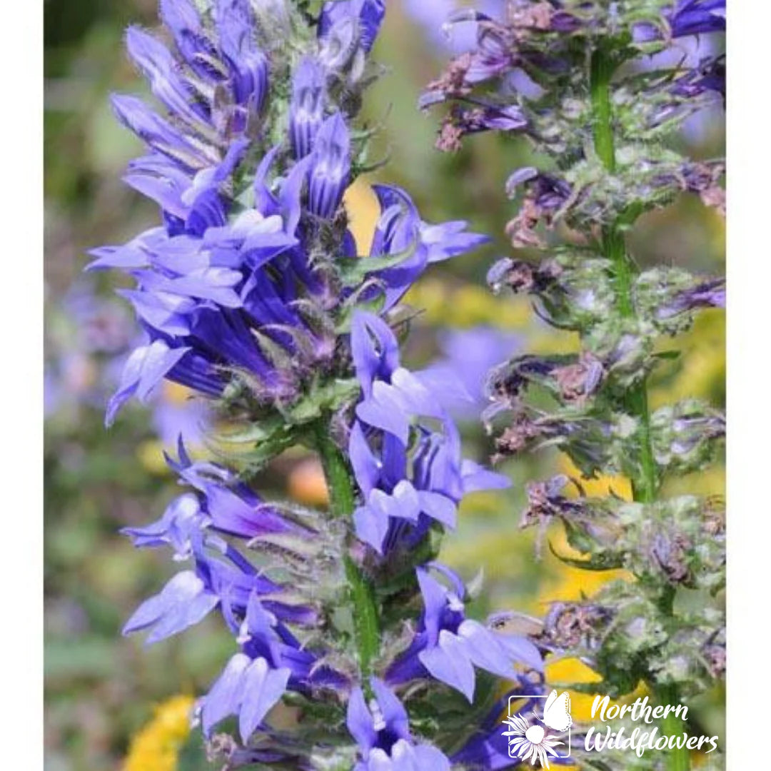 Seeds Great Blue Lobelia