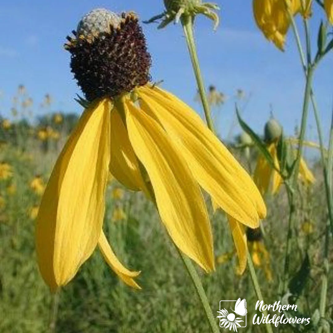 Seeds Grey-Headed Coneflower