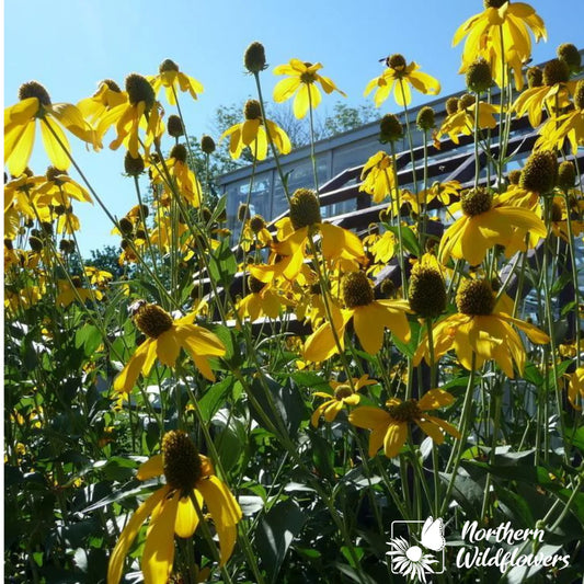 Seeds Cutleaf Coneflower