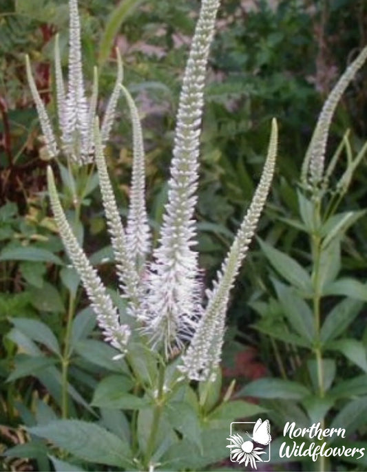 Seeds Culver's Root