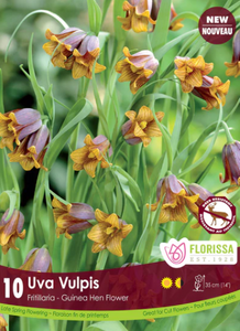 Bulbs, Fritillaria, Uva Vulpis