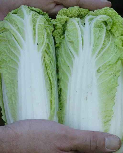 Cabbage  Sui Choi Wa Wa Sai F1