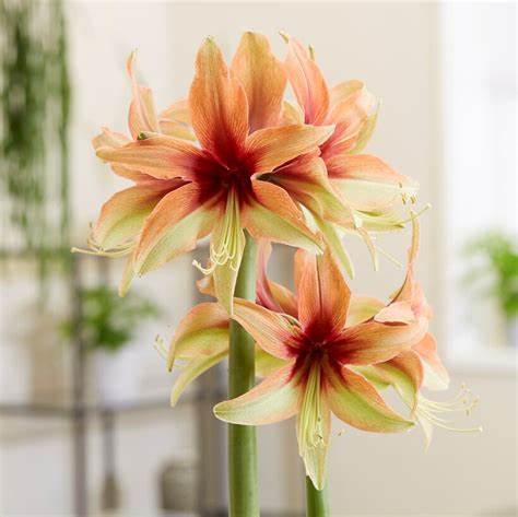 Amaryllis Wild Amazone