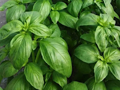 Prospera Basil Seeds