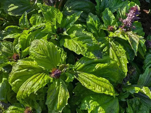Zanzico Basil Seeds
